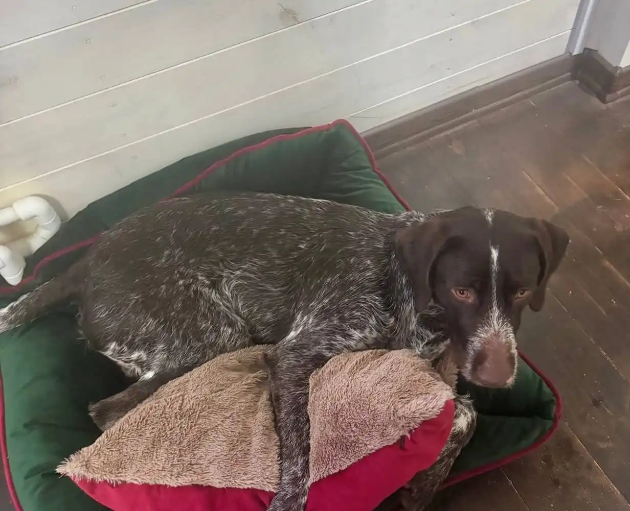 Ищу семью для ласкового годовалого мальчика породы охотничья собака в Краснодаре