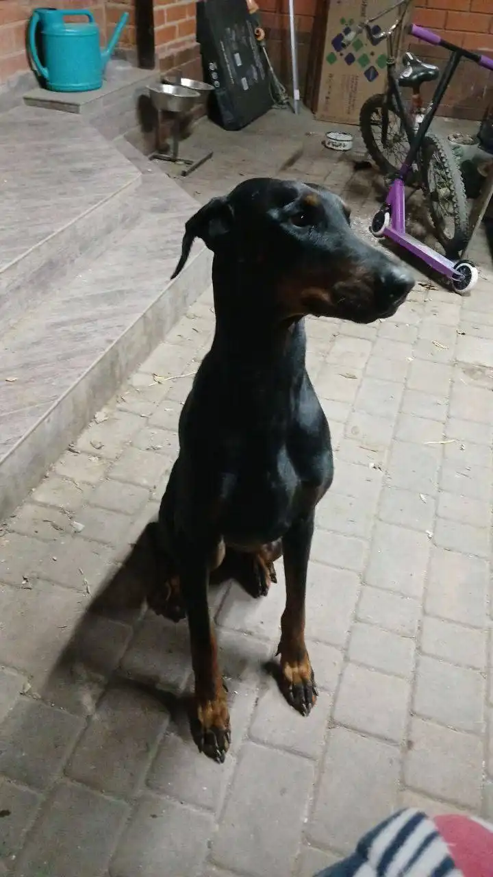 Отдам добермана чистокровного девочку