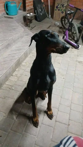 Отдам добермана чистокровного девочку - Животные в Краснодар