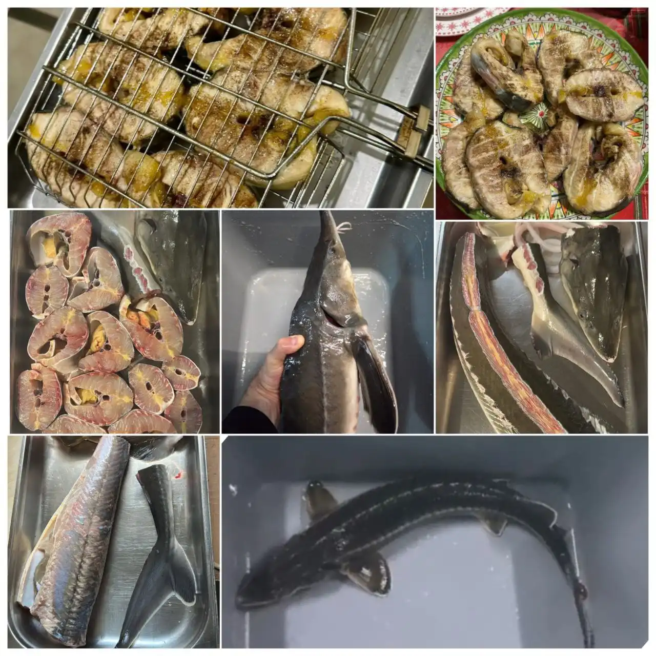 Продажа свежевыловленного осетра с доставкой