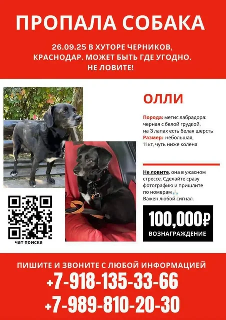 Поиск собачки Олли с вознаграждением - частное объявление в Краснодар