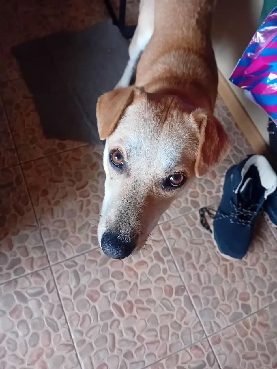 Ищем хозяина для ласкового мальчика по кличке Малый - Собаки (Животные) в Краснодар