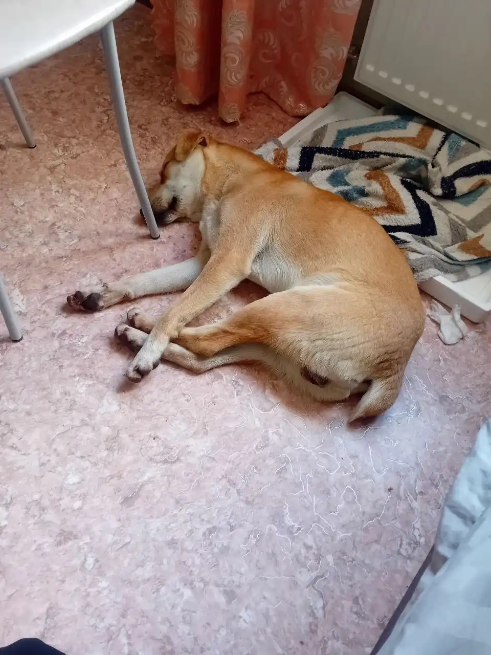 Ищем хозяина для ласкового мальчика по кличке Малый - Собаки (Животные) в Краснодар