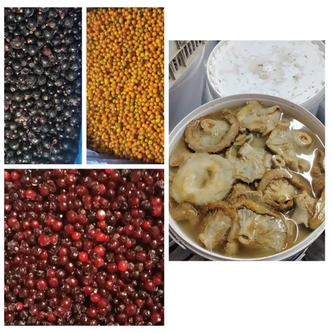 Продажа свежемороженых ягод, грибов и морепродуктов - Тату оборудование в Краснодар