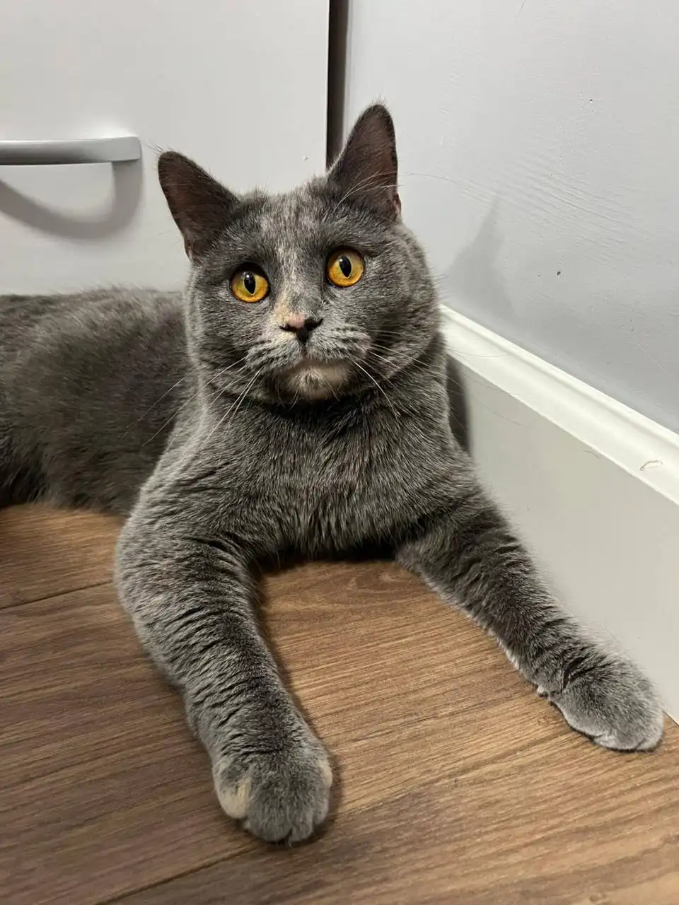 Британец кот в добрые руки - Кошки (Животные) в Краснодар