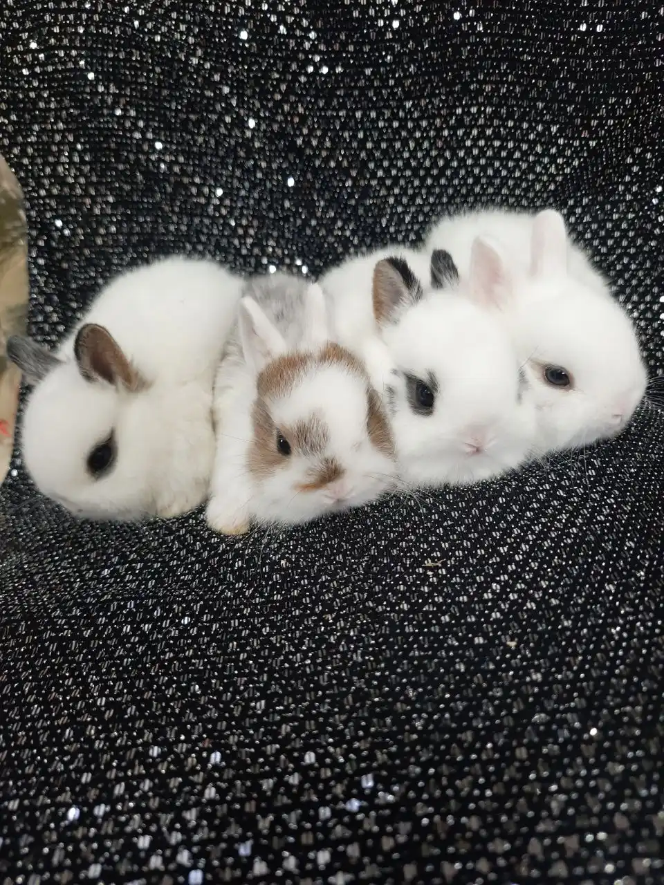 Продажа карликовых кроликов - Кролики (Животные) в Краснодар