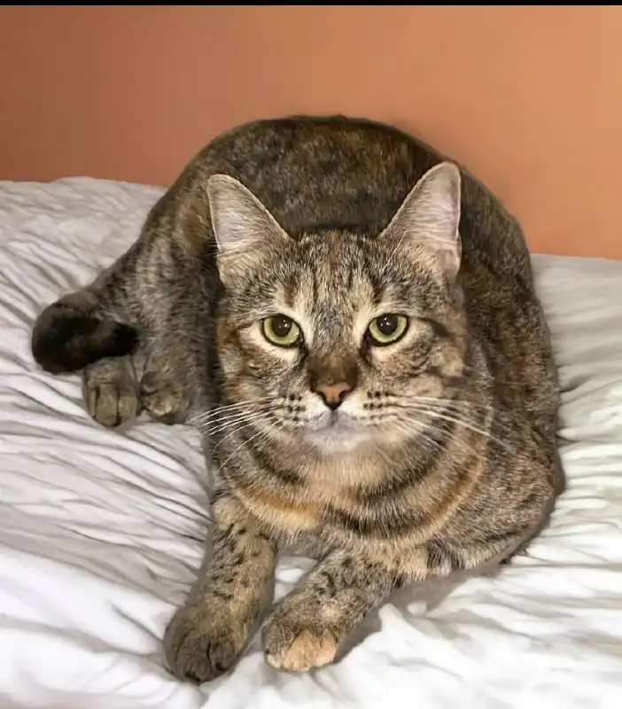 Ищем дом для кошечки Ланы в Краснодаре - Кошки (Животные) в Краснодар