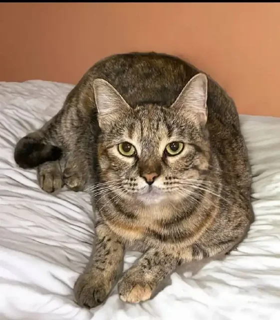 Ищем дом для кошечки Ланы в Краснодаре - частное объявление в Краснодар