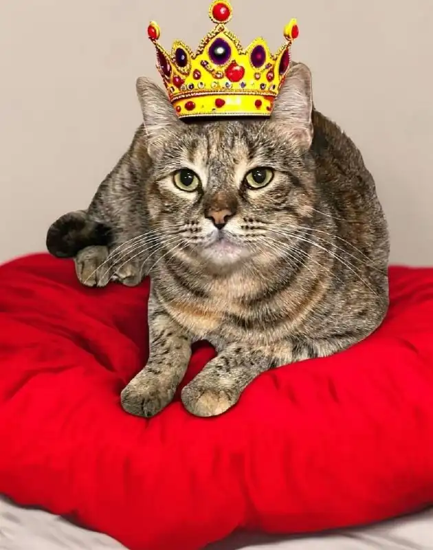 Ищем дом для кошечки Ланы в Краснодаре - Кошки (Животные) в Краснодар