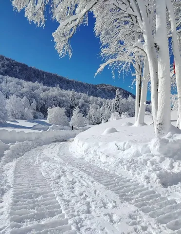 Зимний тур в Кавказский Биосферный заповедник "Татьянин день" - Куклы в Краснодар