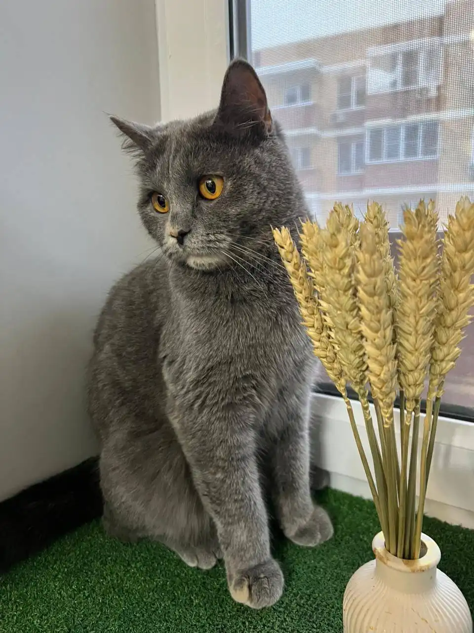 Британец в добрые руки - Кошки (Животные) в Краснодар