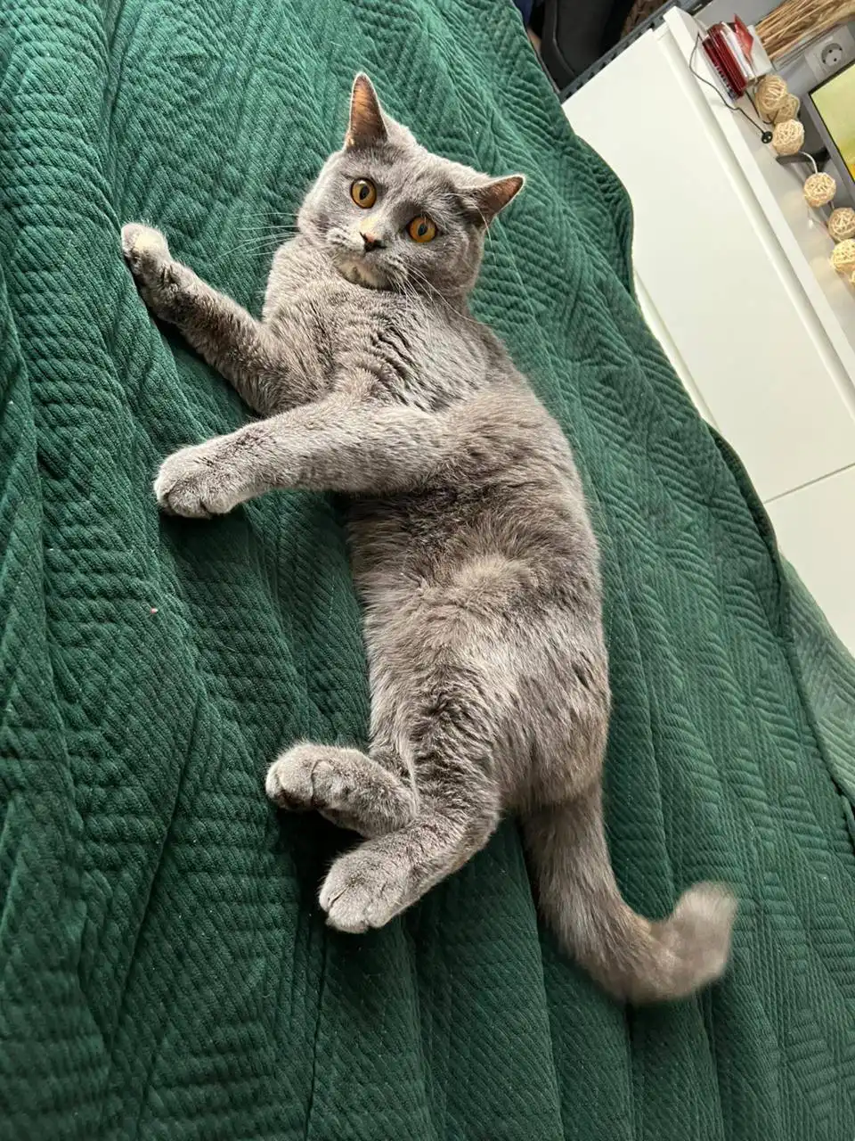 Британец в добрые руки - Кошки (Животные) в Краснодар