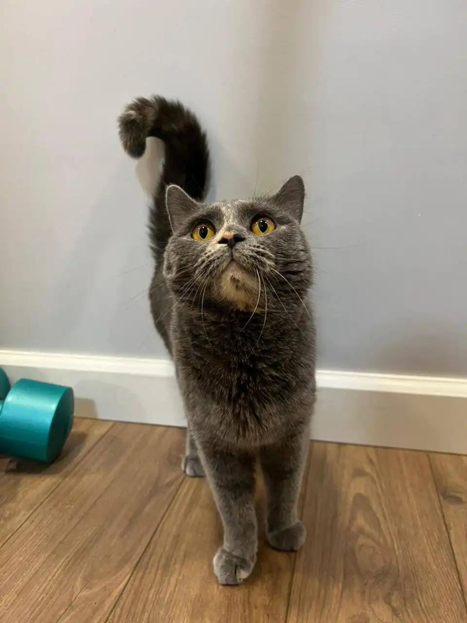 Британец в добрые руки - Кошки (Животные) в Краснодар