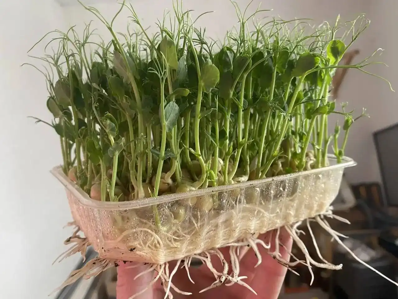 Свежая микрозелень гороха - Товары для детей в Краснодар