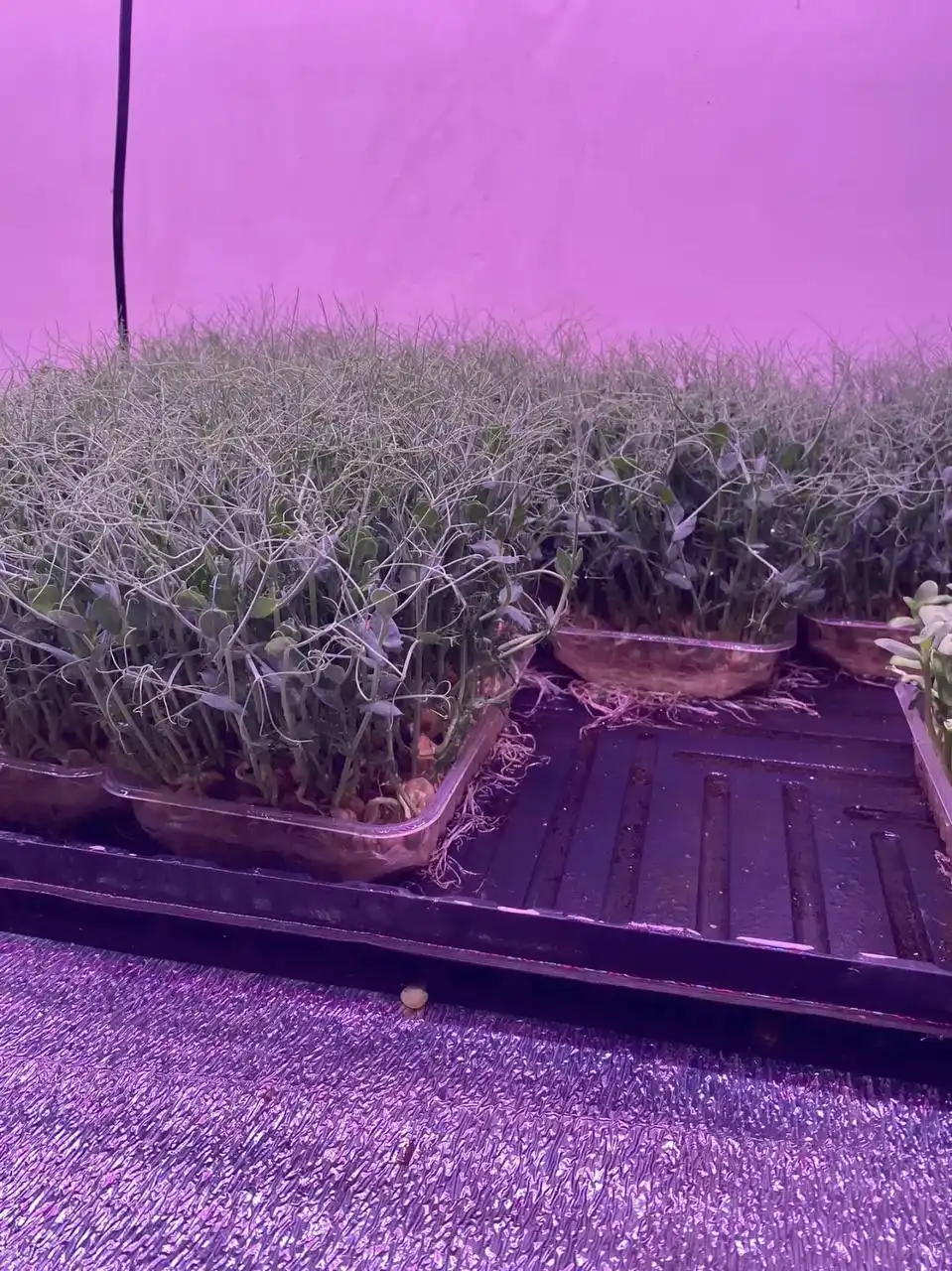 Свежая микрозелень гороха - Товары для детей в Краснодар