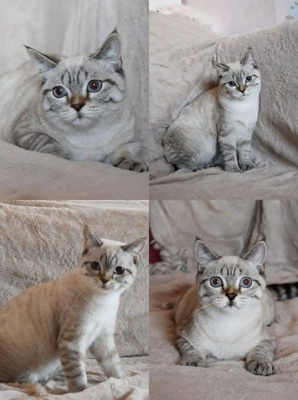 Шотландский кот Ванечка с мозжечковой атаксией - Кошки (Животные) в Краснодар