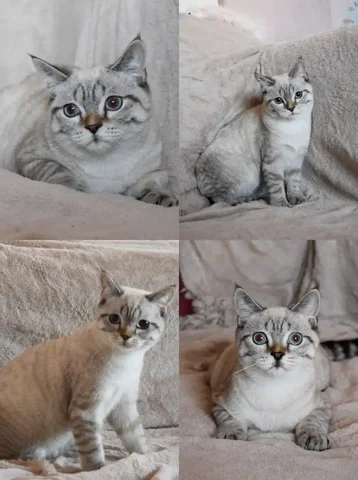 Шотландский кот Ванечка с мозжечковой атаксией - Животные в Краснодар