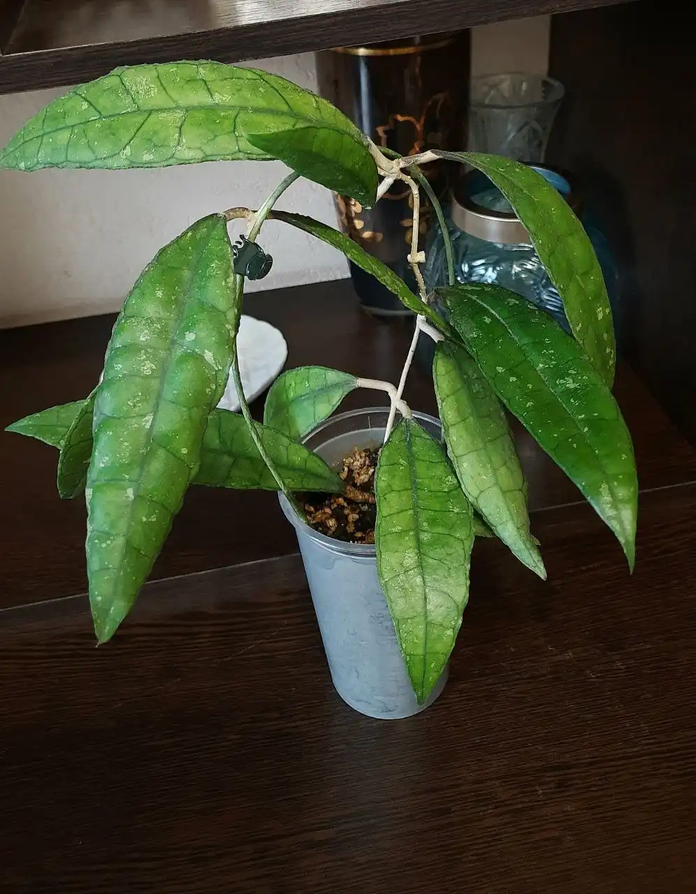 Черенки хойи Финлайсони - Растения (Хобби и отдых) в Краснодар