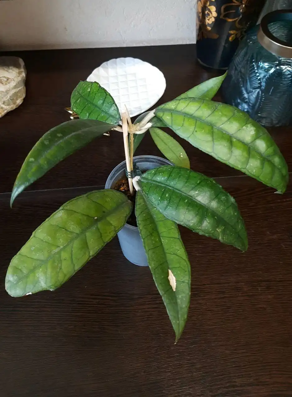 Черенки хойи Финлайсони - Растения (Хобби и отдых) в Краснодар