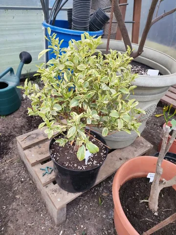 Продажа цитрусовых деревьев - Камины в Краснодар