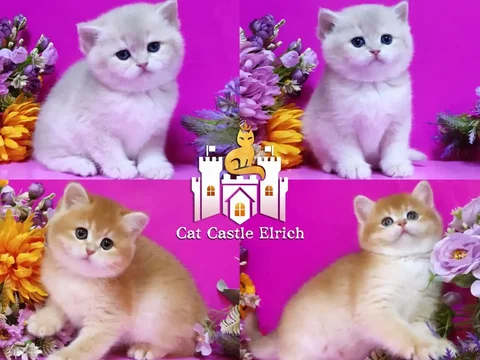 Плюшевые котята британская шиншилла - Животные в Краснодар