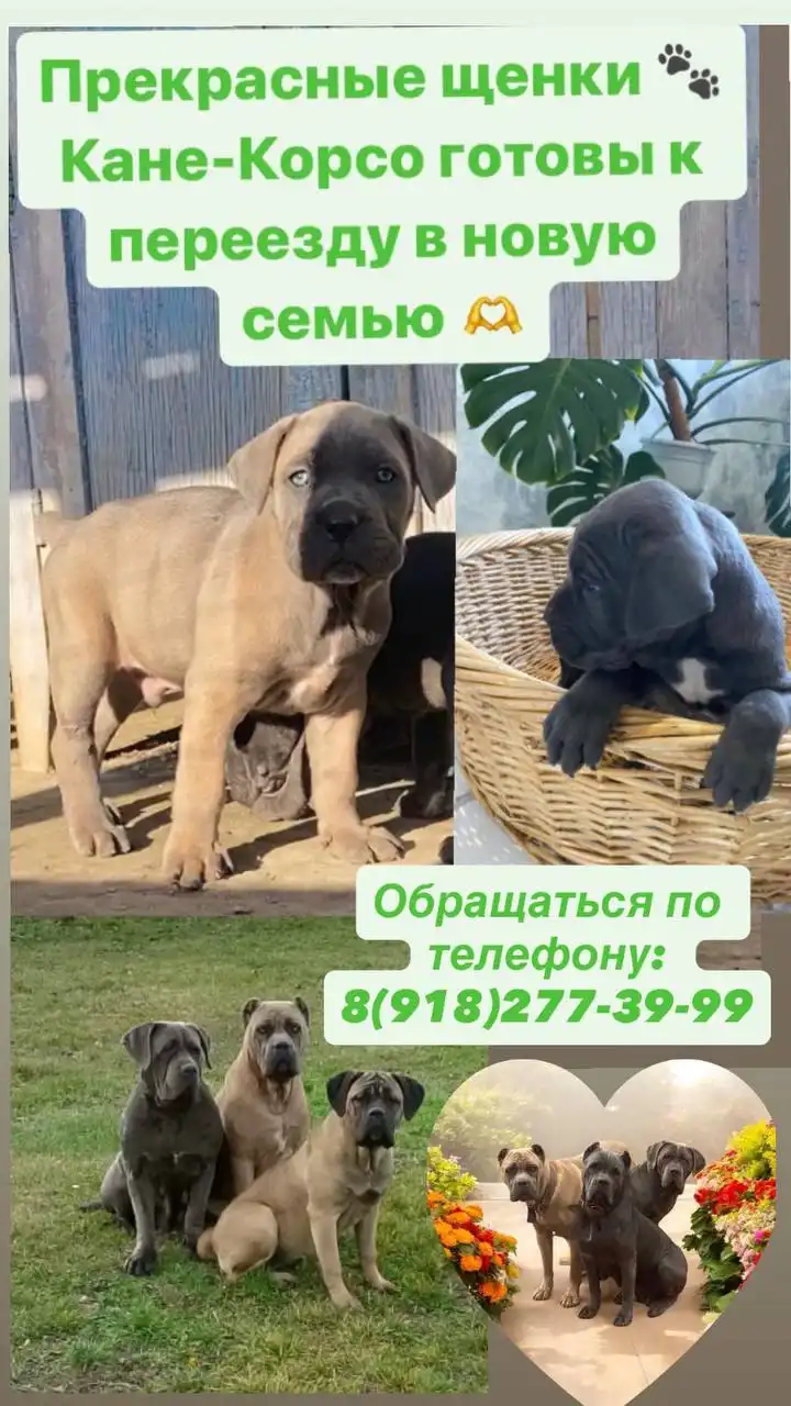 Телефонный контакт в Краснодаре - Услуги в Краснодар