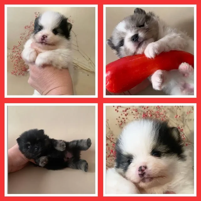 Щенки шпица редких окрасов - Собаки в Краснодар