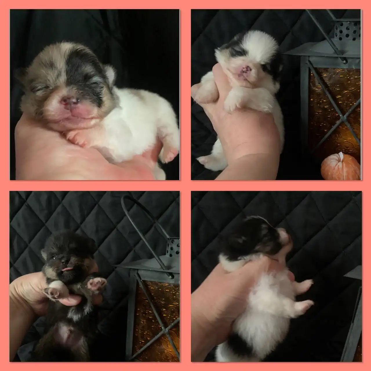 Щенки шпица редких окрасов - Собаки (Животные) в Краснодар