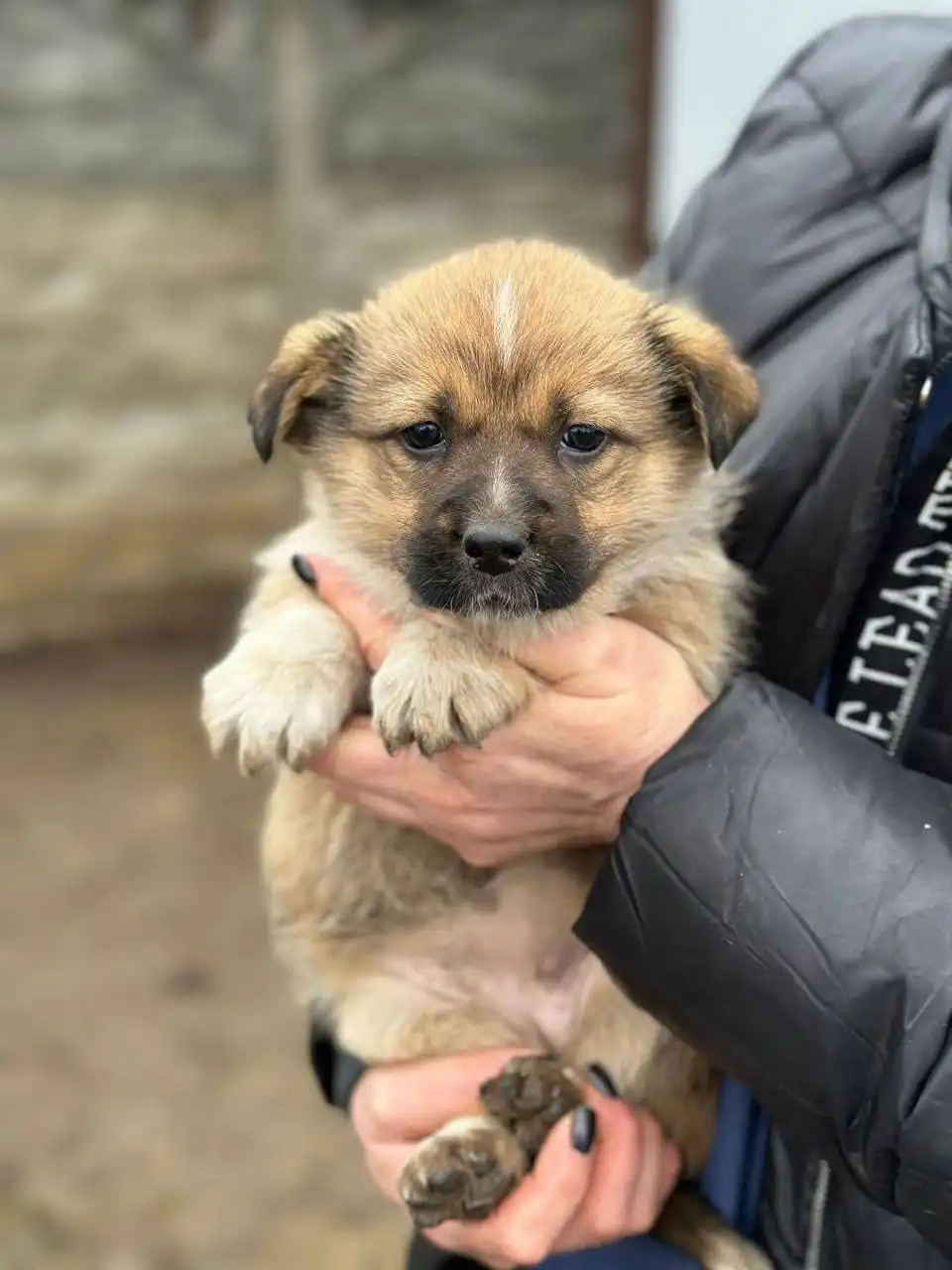 Щенок девочка в добрые руки - Собаки (Животные) в Краснодар