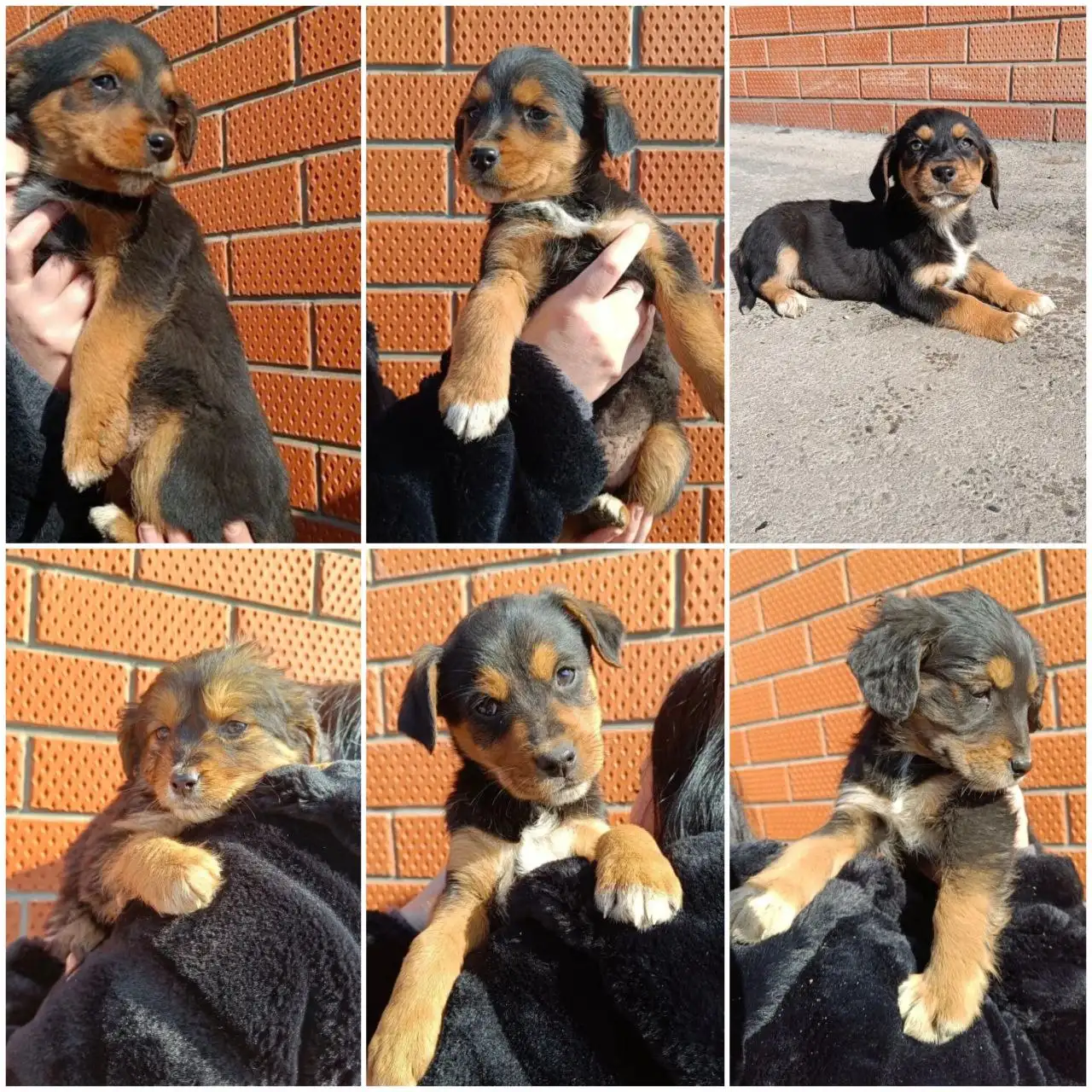 Щенки в добрые руки - Собаки (Животные) в Краснодар