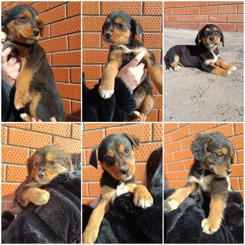 Щенки в добрые руки - Животные в Краснодар