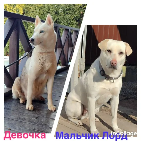 Щенки метиса лабрадора и хаски ищут дом - Птица в Старокорсунская