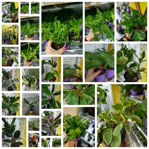 Продажа комнатных растений в Кропоткине - частное объявление в Кропоткин