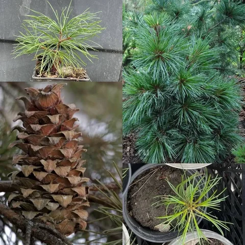 Продажа саженцев кедра дальневосточного - Хобби и отдых в Краснодар