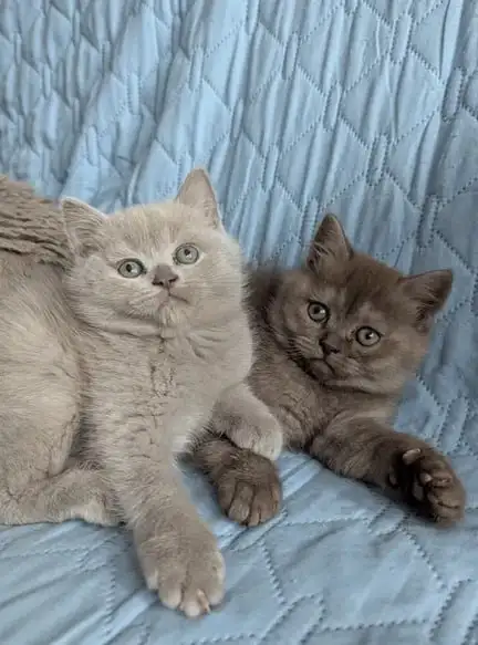 Шотландские шиншиловые котята - Кошки (Животные) в Краснодар