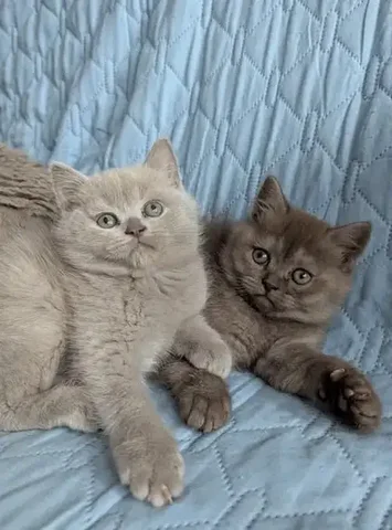 Шотландские шиншиловые котята - Животные в Краснодар