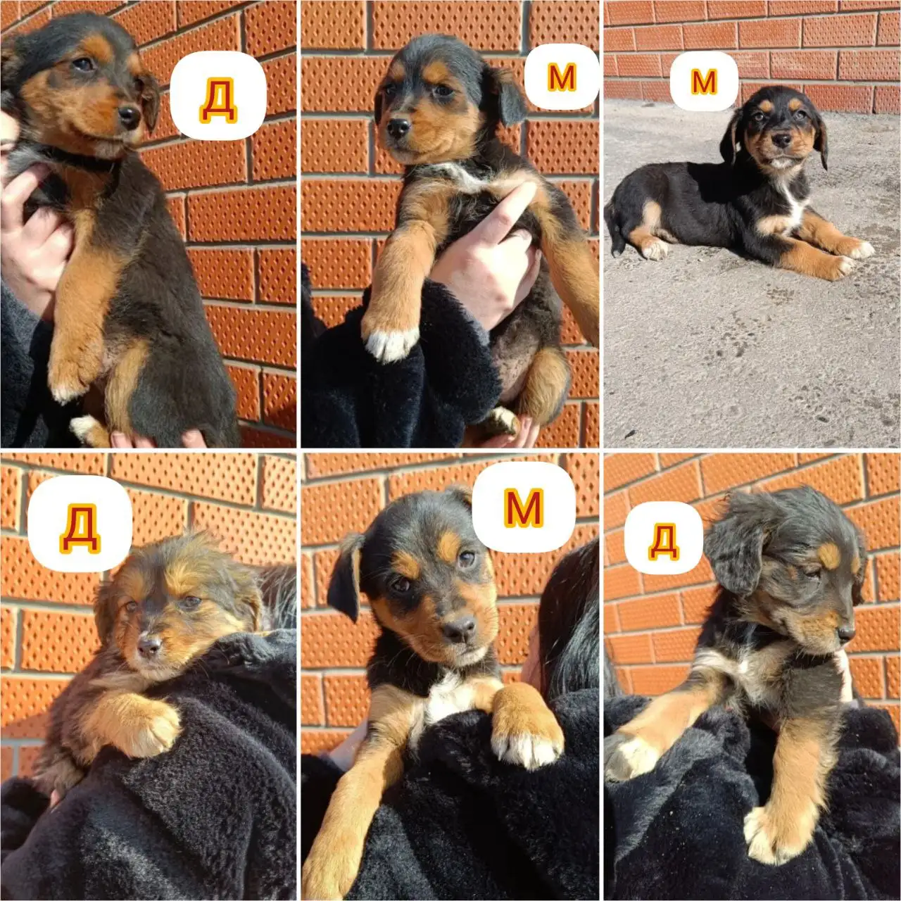 Щенки Эстонской гончей в добрые руки - Собаки (Животные) в Краснодар