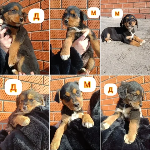 Щенки Эстонской гончей в добрые руки - Животные в Краснодар