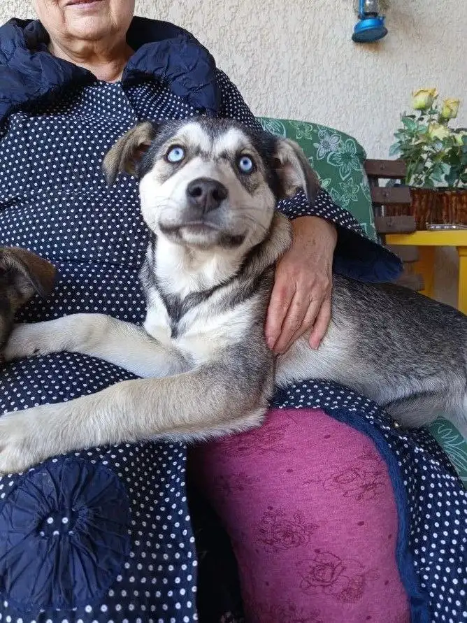 Щенки Хаски 4,5 месяца - Собаки (Животные) в Краснодар