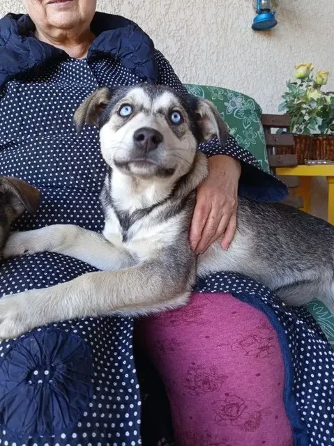 Щенки Хаски 4,5 месяца - частное объявление в Краснодар