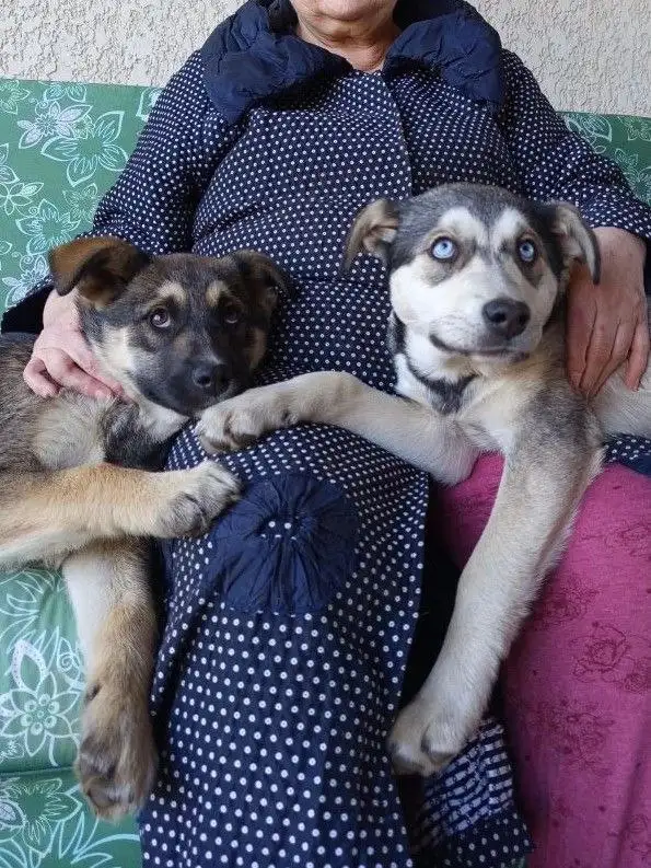 Щенки Хаски 4,5 месяца - Собаки (Животные) в Краснодар