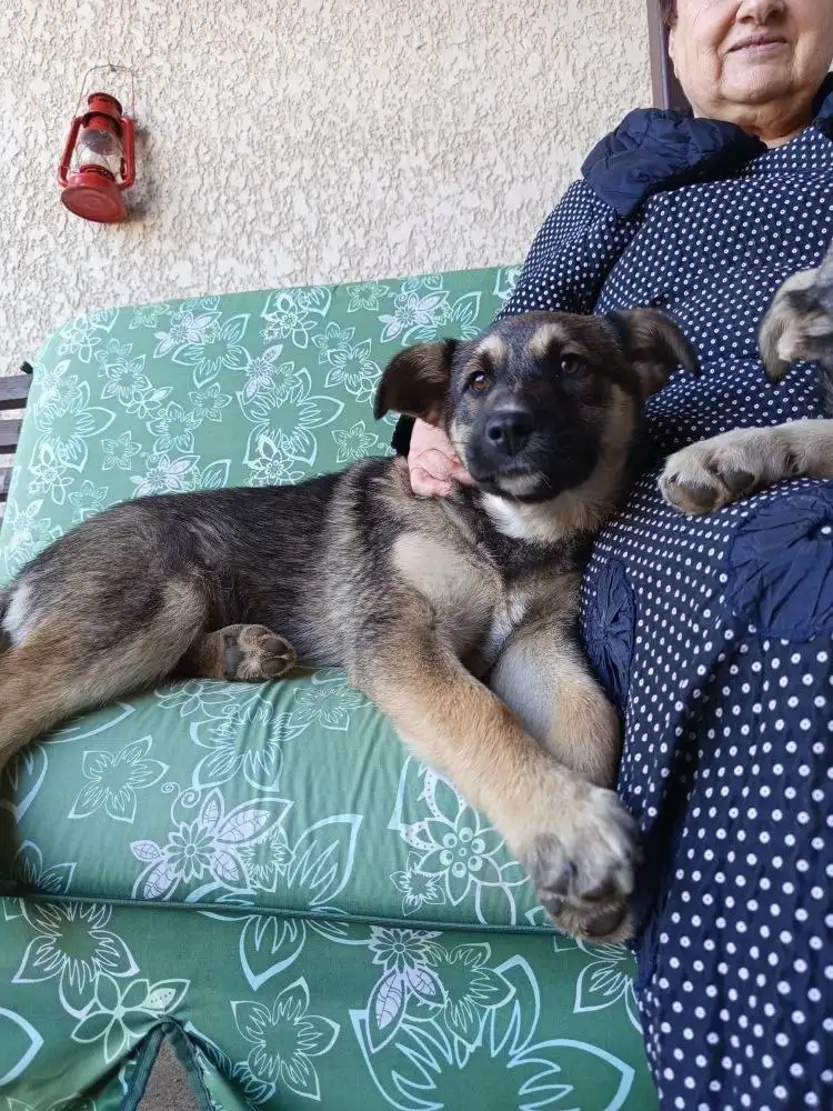 Щенки Хаски 4,5 месяца - Собаки (Животные) в Краснодар