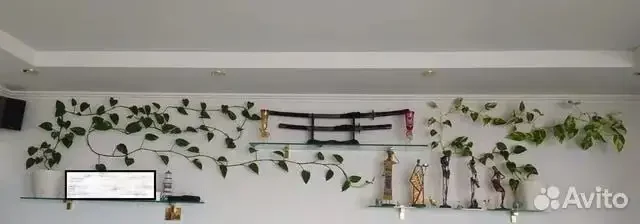 Лиана-сциндапсус - Билеты на мероприятия в Краснодар