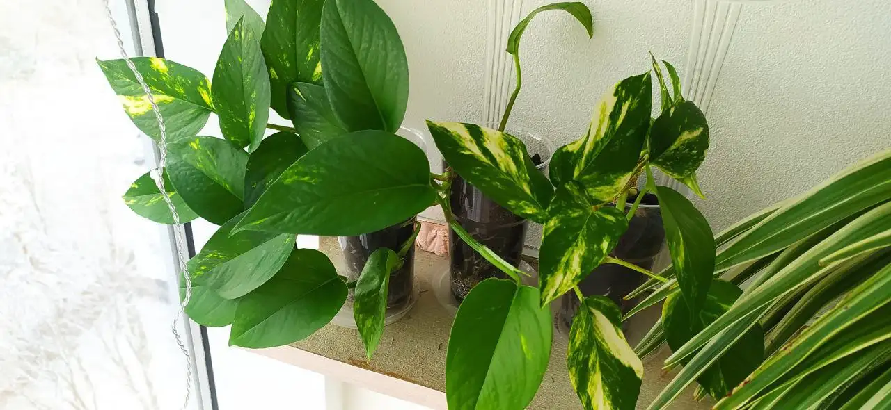 Лиана-сциндапсус - Растения (Хобби и отдых) в Краснодар