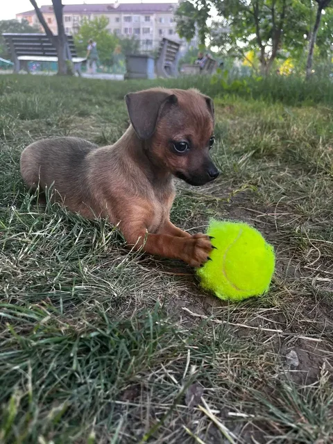 Щенки той-терьера - Животные в Краснодар