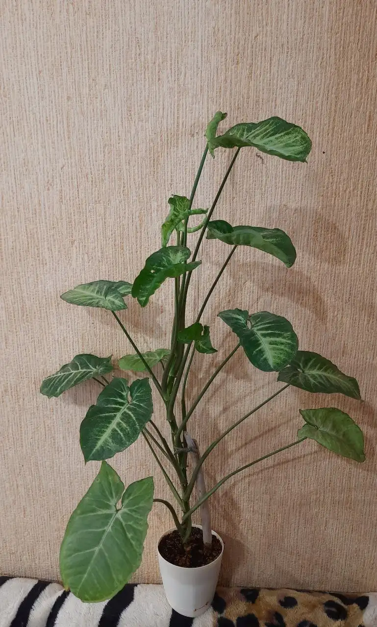 Сингониум Вайт батерфляй ханг в активном росте - Растения (Хобби и отдых) в Краснодар