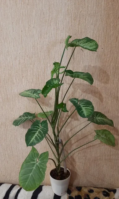 Сингониум Вайт батерфляй ханг в активном росте - Билеты на мероприятия в Краснодар