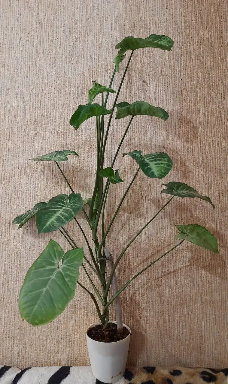 Сингониум Вайт батерфляй ханг в активном росте - Растения (Хобби и отдых) в Краснодар