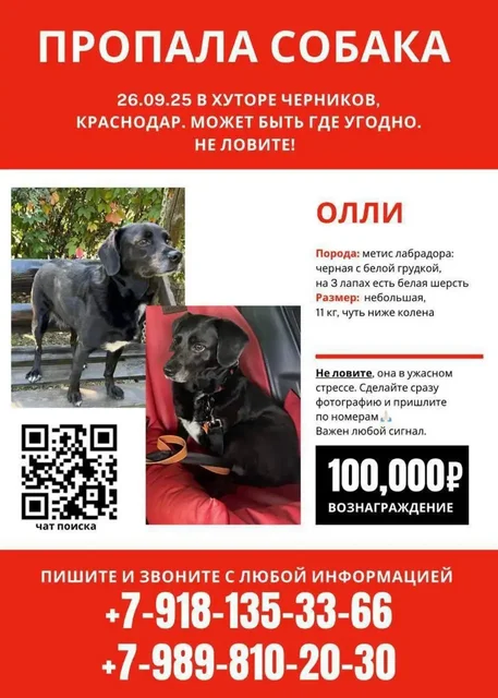 Пропала собака Олли в пригороде Краснодара - Животные в Краснодар