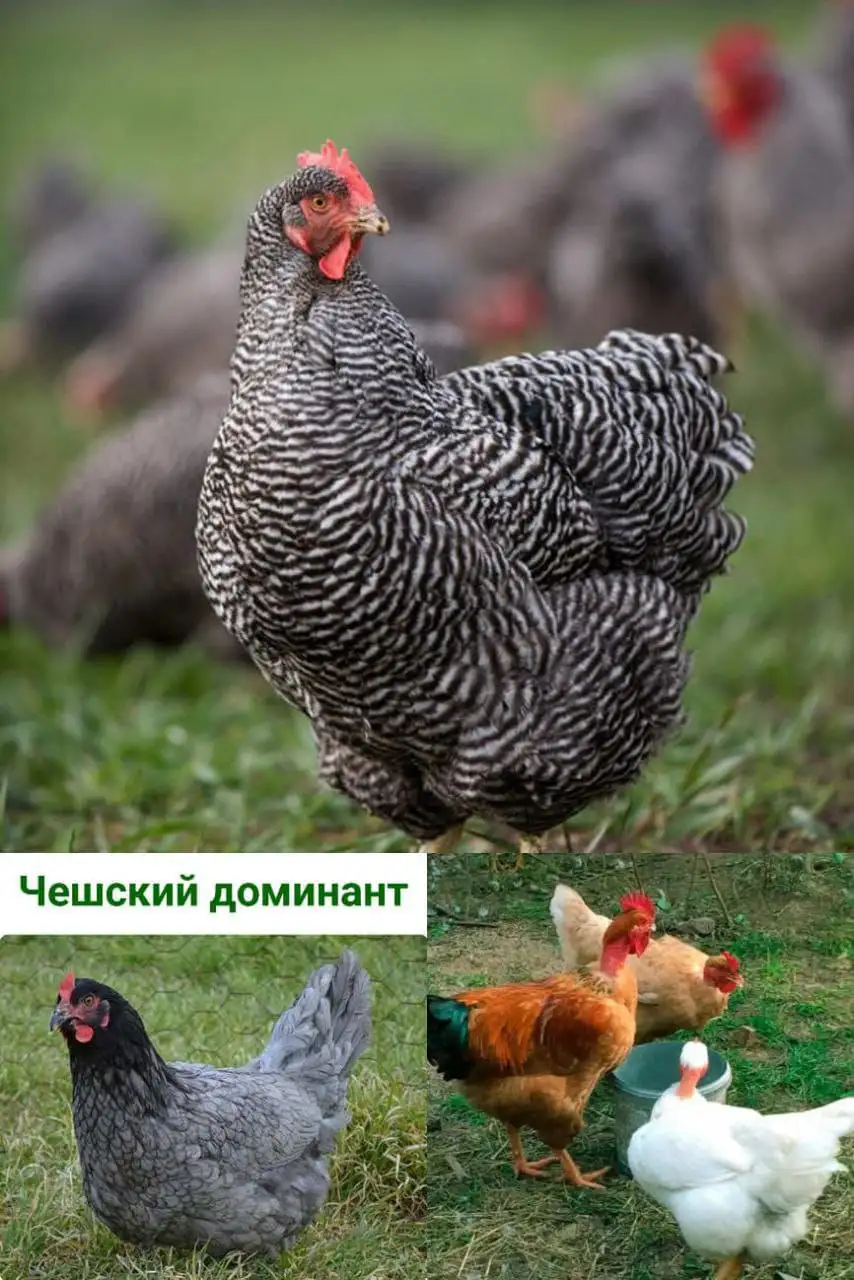 Продажа суточных цыплят, бройлеров и индюшат - Птицы (Животные) в Краснодар